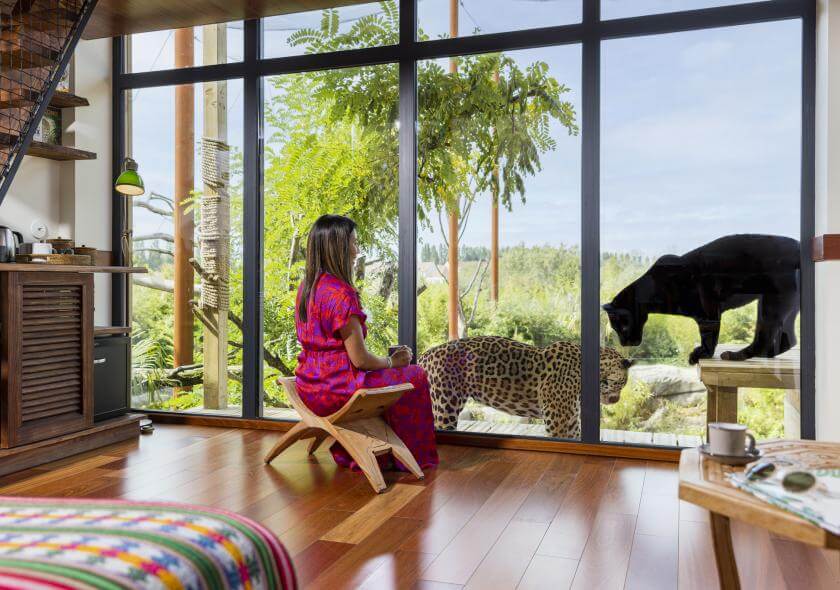 lodge jaguar
